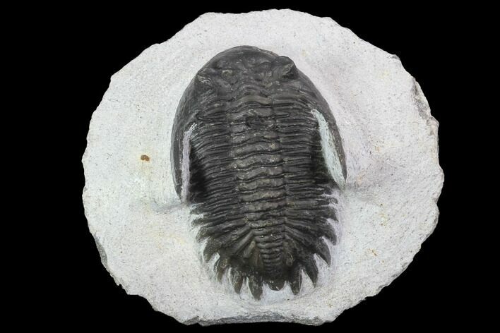 Bargain, Hollardops Trilobite - Visible Eye Facets #92093
